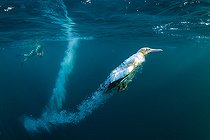 Biosphoto | 2585523 | Cape gannet returning to the surface after hunting sardines - freediving photographer in the background - Indian Ocean - South Africa - off Port Saint-Johns | &copy; Bruno Guénard / Biosphoto