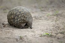 Biosphoto | 2609135 | Cape Pangolin (Smutsia temminckii) close-up, Limpopo, South Africa | &copy; Marion Vollborn / imageBROKER / Biosphoto