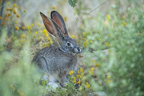 Biosphoto | 2615285 | Cape scrub hare (Lepus saxatilis), also known as ribbokhaas, in dense undergrowth near historic Wupperthal village, Cederberg Mountains, Western Cape, South Africa. Nocturnal animal in fynbos habitat. | &copy; Roger de La Harpe / Biosphoto