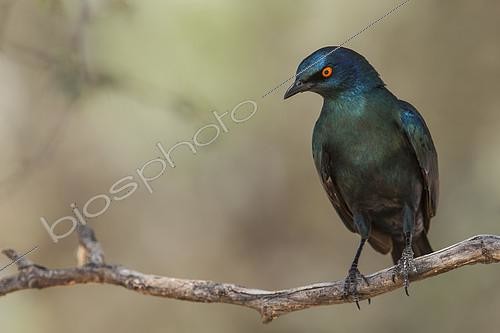 Biosphoto | 2412861 | Cape Starling (Lamprotornis nitens), Northern Cape, South Africa | &copy; Heini Wehrle / BIA / Biosphoto