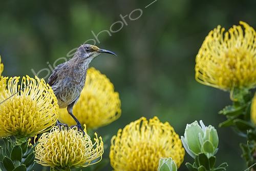 Biosphoto | 2612062 | Cape sugarbird (Promerops cafer) feeding on a common pincushion (Leucospermum cordifolium) cultivar. Kirstenbosch National Botanical Garden. Note pollen on head. Cape Town. Western Cape. South Africa. | &copy; Roger de La Harpe / Biosphoto