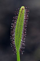 Biosphoto | 1447738 | Cape Sundew (Drosera capensis) | &copy; Ingo Schulz / imageBROKER / Biosphoto