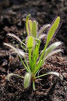Biosphoto | 1459747 | Cape Sundew (Drosera capensis) | &copy; Ingo Schulz / imageBROKER / Biosphoto