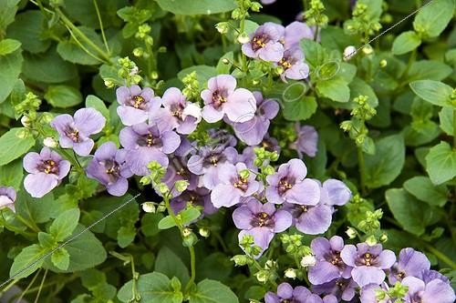 Biosphoto | 1499774 | Capejewel 'Blue' in bloom in garden | &copy; Lamontagne / Biosphoto