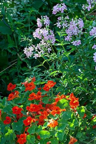 Biosphoto | 891727 | Capucine and Soapwot in Garden of Paradise Cordes-sur-Ciel | &copy; Philippe Giraud / Biosphoto