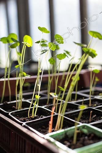 Biosphoto | 2083916 | Capucines seedlings in a greenhouse, Provence, France | &copy; Philippe Giraud / Biosgarden / Biosphoto