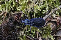 Biosphoto | 1254631 | Carabe embrouillé marchant sur la mousse d'un sous-bois | &copy; Patrick Glaume / Biosphoto