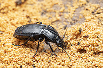 Biosphoto | 2621239 | Carabe progressant sur de la sciure de bois mort, Chevinay, Rhône / France | &copy; Philippe Lebeaux / Biosphoto