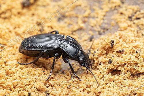 Biosphoto | 2621239 | Carabe progressant sur de la sciure de bois mort, Chevinay, Rhône / France | &copy; Philippe Lebeaux / Biosphoto