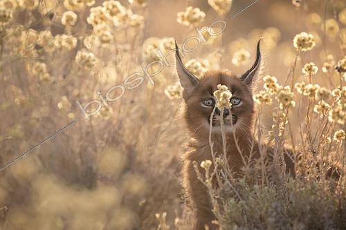 Biosphoto | 2404190 | Caracal (Caracal caracal) cub portrait in meadow with flowers, Castile-La Mancha, Spain | &copy; Marion Vollborn / BIA / Biosphoto