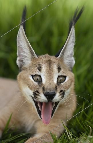 Biosphoto | 84121 | Caracal United Arab Emirats   | &copy; Xavier Eichaker / Biosphoto