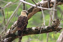 Biosphoto | 2395130 | Caracara à tête jaune (Milvago chimachima) sur une branche, Costa Rica | &copy; Jean-François Noblet / Biosphoto