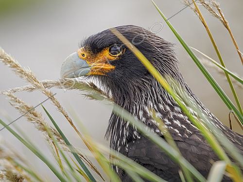 Biosphoto | 2622055 | Caracara austral (Phalcoboenus australis, Daptrius australis), oiseaux de proie le plus intelligent et le plus rare des îles Malouines. | &copy; Martin Zwick / Biosphoto