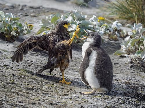 Biosphoto | 2622059 | Caracara austral (Phalcoboenus australis, Daptrius australis) chassant un poussin de manchot de papou (Pygoscelis papua), île des Lions de mer, îles Malouines, Amérique du Sud, Subantarctique | &copy; Martin Zwick / Biosphoto