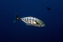 Biosphoto | 2608750 | Carangue bleue (Ferdauia ferdau), site de plongée Batu Bulong, Tatawa Besar, Parc national de Komodo, Komodo, Indonésie | &copy; Colin Marshall / Biosphoto