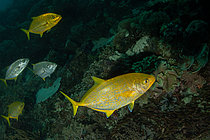 Biosphoto | 2608761 | Carangue lentigine (Flavocaranx bajad), y compris les formes jaunes, site de plongée de Tatawa Besar, parc national de Komodo, Komodo, Indonésie | &copy; Colin Marshall / Biosphoto