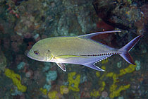 Biosphoto | 2608756 | Carangue oblongue (Carangichthys oblongus), avec la nageoire dorsale formant un filament allongé, site de plongée de Batu Gosoh, Bangka, Sulawesi, Indonésie | &copy; Colin Marshall / Biosphoto