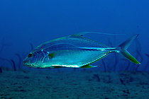 Biosphoto | 2608766 | Carangue oblongue (Carangichthys oblongus), avec la nageoire dorsale formant un filament allongé, site de plongée de la rivière Uhak, île Wetar, près d'Alor, Indonésie. | &copy; Colin Marshall / Biosphoto