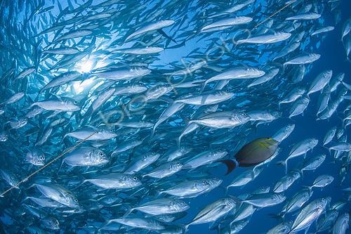 Biosphoto | 2526976 | Carangue vorace (Caranx sexfasciatus), énorme banc avec un seul Poisson chirurgien à nageoires jaunes (Acanthurus xanthopterus), Bali, Indonésie | &copy; Wahrmut Sobainsky / BIA / Biosphoto