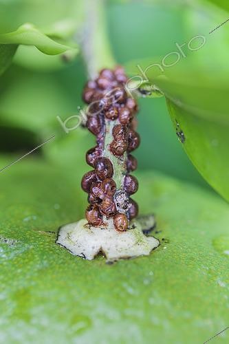 Biosphoto | 2459383 | Carapace scale insects of the genus Eulecanium on citrus and having been parasitized by Blastothrix, a biological control parasitoid. | &copy; Jean-Michel Groult / Biosphoto