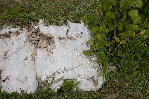 Biosphoto | 698802 | Cardboard at the foot of a Cassisier against weeds | &copy; NouN / Biosphoto