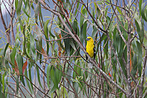 Biosphoto | 2621625 | Cardinal à tête jaune (Pheucticus chrysogaster) mâle sur une branche. Choco Andino. Equateur. Amérique du Sud | &copy; Brigitte Marcon / Biosphoto