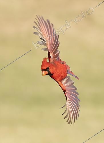Biosphoto | 2448010 | Cardinal rouge (Cardinalis cardinalis) mâle en vol, Texas, USA | &copy; Alan Murphy / BIA / Biosphoto