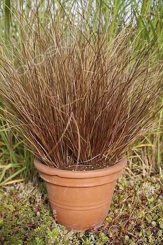 Biosphoto | 2594324 | Carex comans Milk Chocolate | &copy; Visions BV, Netherlands / Marco van Noort / Visions Pictures / Biosphoto