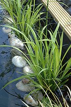 Biosphoto | 2073114 | Carex géant (Carex pendula) dans un bassin de jardin - lagunage et filtration par plantes aquatiques | &copy; Catherine Fruhinsholz / Biosphoto