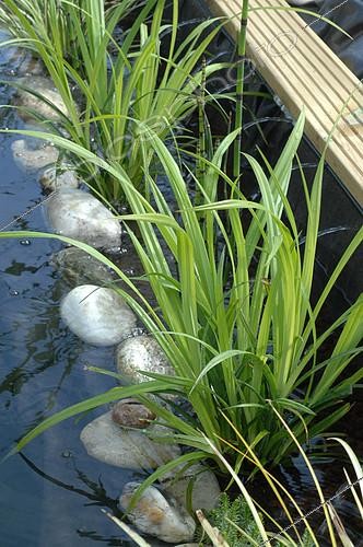 Biosphoto | 2073114 | Carex géant (Carex pendula) dans un bassin de jardin - lagunage et filtration par plantes aquatiques | &copy; Catherine Fruhinsholz / Biosphoto