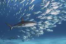 Biosphoto | 2453108 | Caribbean Reef Shark, Carcharhinus perezi. Tiger Beach, Little Bahama Bank, Bahamas. | &copy; Andy Murch / Biosphoto