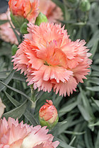 Biosphoto | 2609242 | Carnation (Dianthus caryophyllus) 'Super Trouper Orange' | &copy; Marie Aymerez / Biosphoto