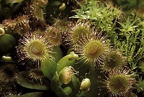 Biosphoto | 512634 | Carnivorous plant. | &copy; Pascal Goetgheluck / Biosphoto