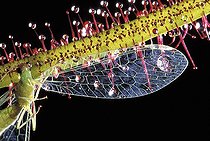 Biosphoto | 512809 | Carnivorous plant. | &copy; Pascal Goetgheluck / Biosphoto