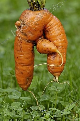 Biosphoto | 114862 | Carotte difforme possédant trois racines France | &copy; Denis Bringard / Biosphoto