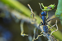 Biosphoto | 2621288 | Carpenter ant (Camponotus vagus) holding a grasshopper in its mandibles, Cévennes National Park, France. | &copy; Philippe Lebeaux / Biosphoto