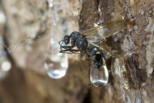 Biosphoto | 893789 | Carpenter ant caught in the resin of spruce France  ; Resin flowing from a hole made by a black woodpecker | &copy; Hervé Chellé  / Biosphoto