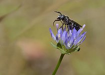 Biosphoto | 2089504 | Carpenter Bee (Ceratina callosa) female on Sheep's-bit (Jasione montana) flower, Regional park of the Vosges du Nord, France | &copy; Michel Rauch / Biosphoto