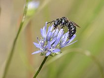 Biosphoto | 2089506 | Carpenter Bee (Ceratina callosa) female on Sheep's-bit (Jasione montana) flower, Regional park of the Vosges du Nord, France | &copy; Michel Rauch / Biosphoto