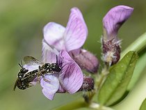 Biosphoto | 2074247 | Carpenter bee (Ceratina cucurbitina) mating, Regional Natural Park of Northern Vosges, France | &copy; Michel Rauch / Biosphoto