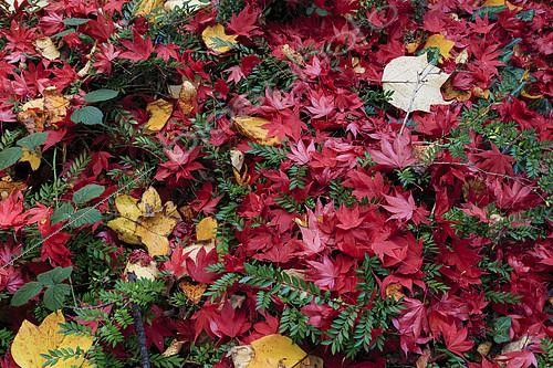 Biosphoto | 2121864 | Carpet of Japanese Maple Leaf (Acer palmatum) and Tulip Tree (Liriodendron tulipifera) in autumn,, Arboretum of Balaine, Villeneuve-sur-Allier, Allier, France | &copy; Hervé Lenain / Biosphoto