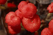 Biosphoto | 490745 | Carpophores de Champignons Parc National Way Kambas Sumatra | &copy; Cyril Ruoso / Biosphoto
