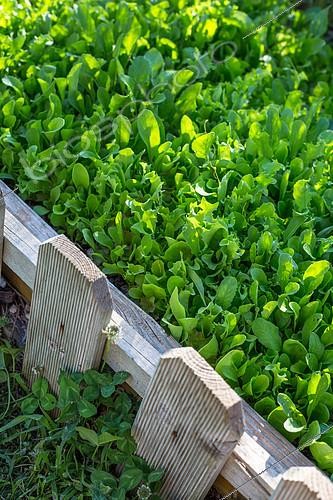 Biosphoto | 2084017 | Carré de mesclun, Provence, France | &copy; Philippe Giraud / Biosgarden / Biosphoto