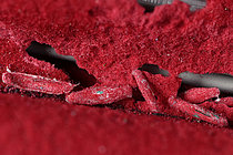 Biosphoto | 2609798 | Case-bearing clothes moth (Tinea pellionella), caterpillar cases, wool parasite, France. Cases of clothes moths covered with fragments of red wool on a bag of shredded red wool, with their caterpillars hidden inside these cases. | &copy; Dominique Halleux / Biosphoto