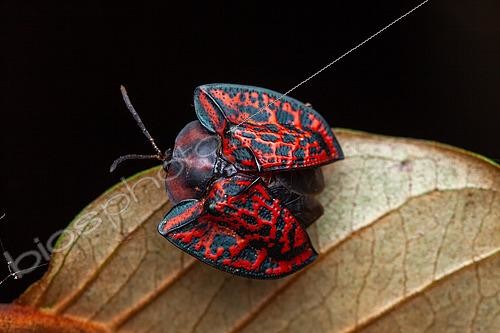 Biosphoto | 2465602 | Casside (Dorynota truncata) sur une feuille, Montagne de Fer, Guyane Française | &copy; Frank Deschandol & Philippe Sabine / Biosphoto