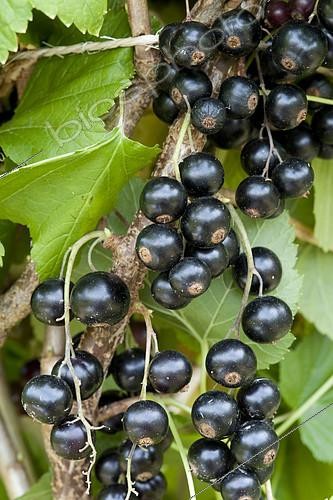 Biosphoto | 2125552 | Cassis 'Arno' | &copy; Alexandre Petzold / Biosphoto