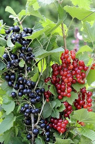 Biosphoto | 1759269 | Cassis Groseille rouge Groseillier à fleurs ; Ribes sanguineumFrance | &copy; Jacques Moreau / Visions Pictures / Biosphoto