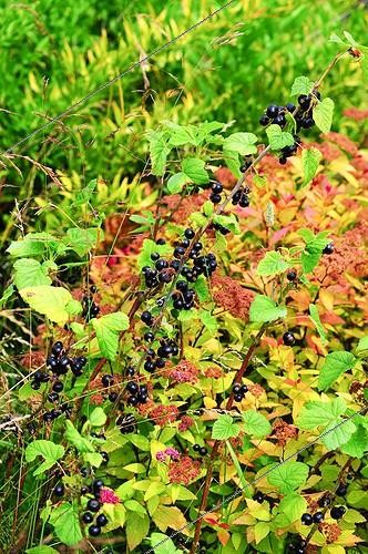 Biosphoto | 917218 | Cassissier en fruit dans un jardin | &copy; Frédéric Didillon / Biosphoto