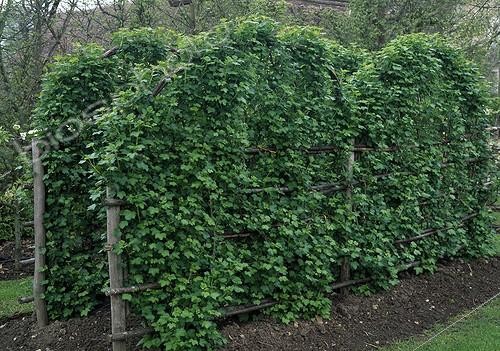 Biosphoto | 698630 | Cassissier palissés dans un jardin médieval | &copy; Gilles Le Scanff & Joëlle-Caroline Mayer / Biosphoto