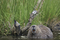 Biosphoto | 2608978 | Castor d'Europe (Castor fiber), Ardennes, Belgique | &copy; Christian Cabron / Biosphoto